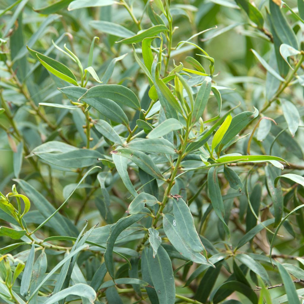 Eucalyptus deuaensis