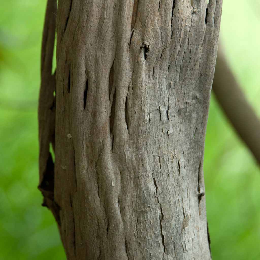 Eucalyptus deuaensis