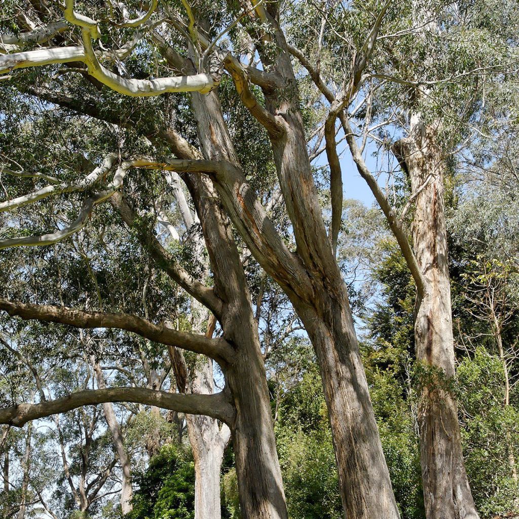 Eucalyptus fastigiata