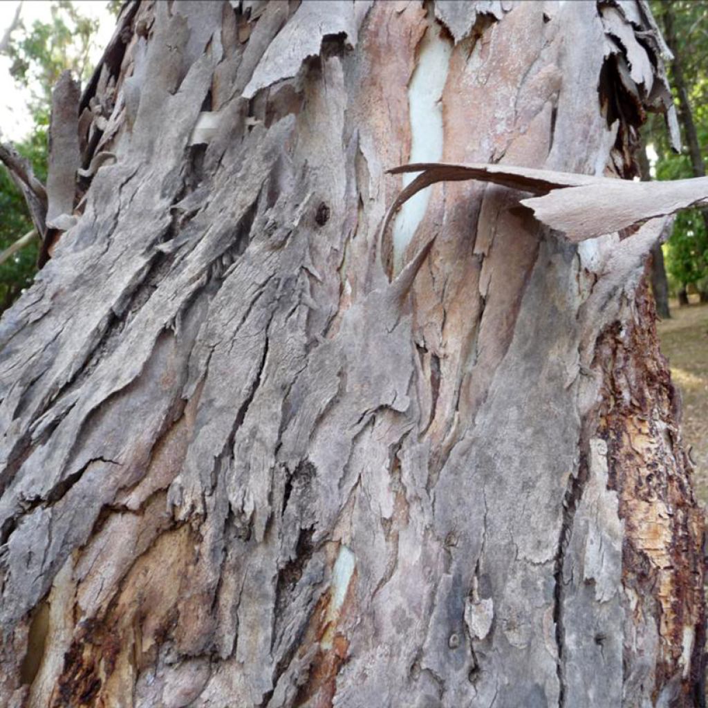 Eucalyptus fastigiata