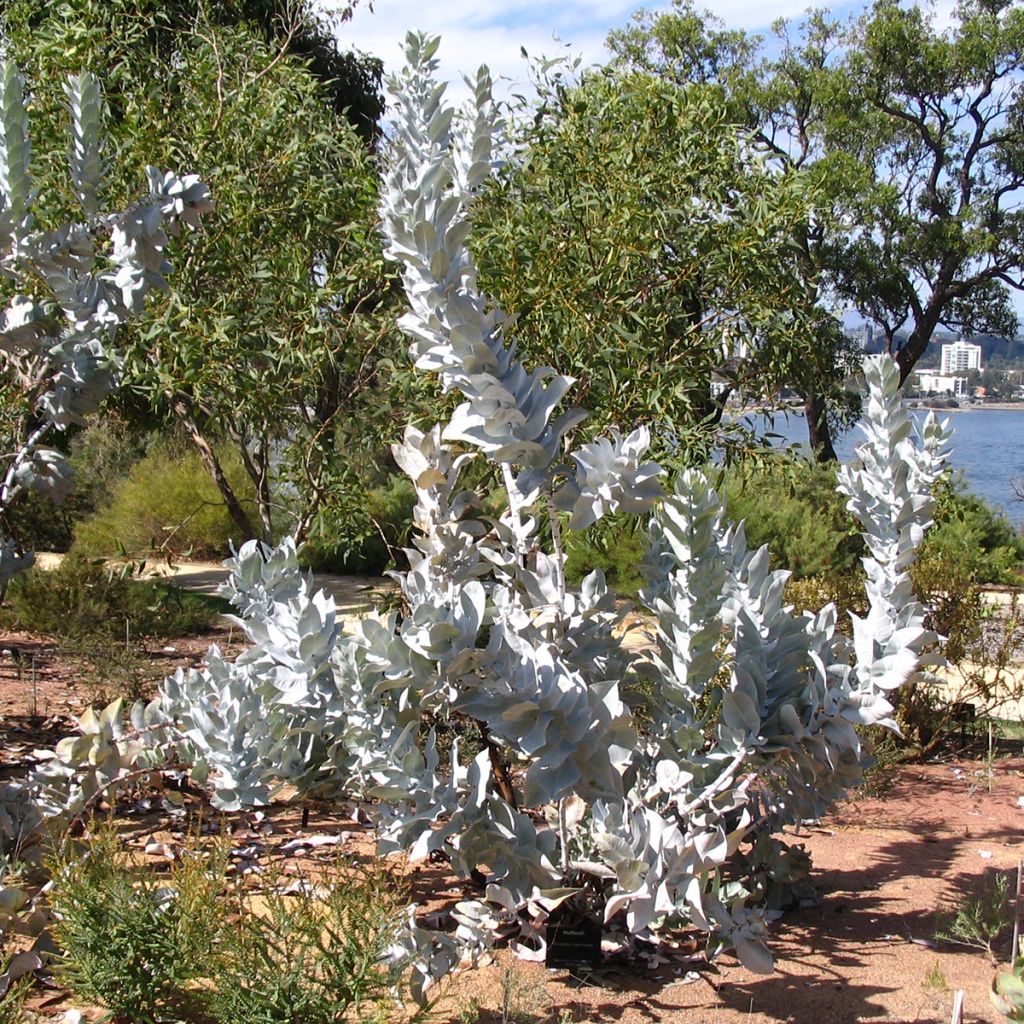 Eucalyptus macrocarpa