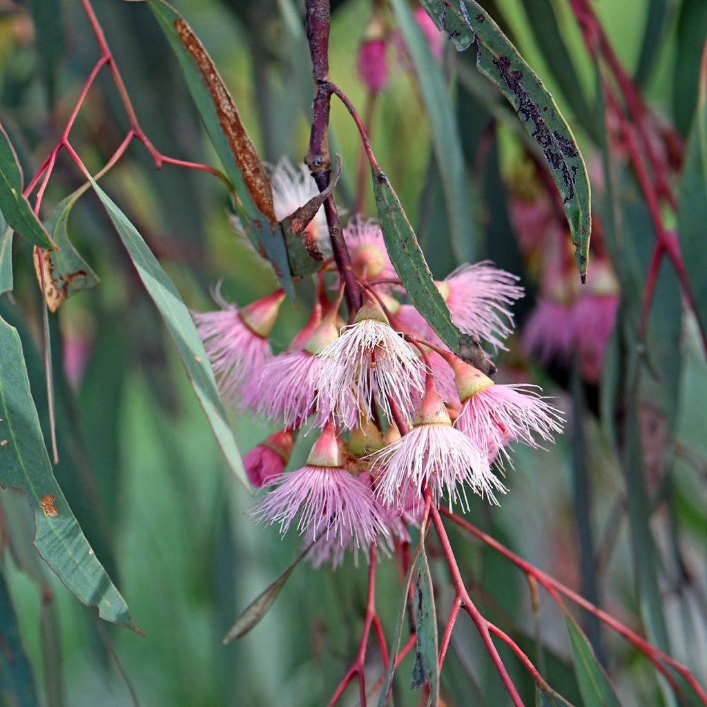 Eucalyptus sideroxylon