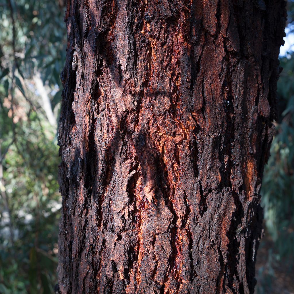 Eucalyptus sideroxylon