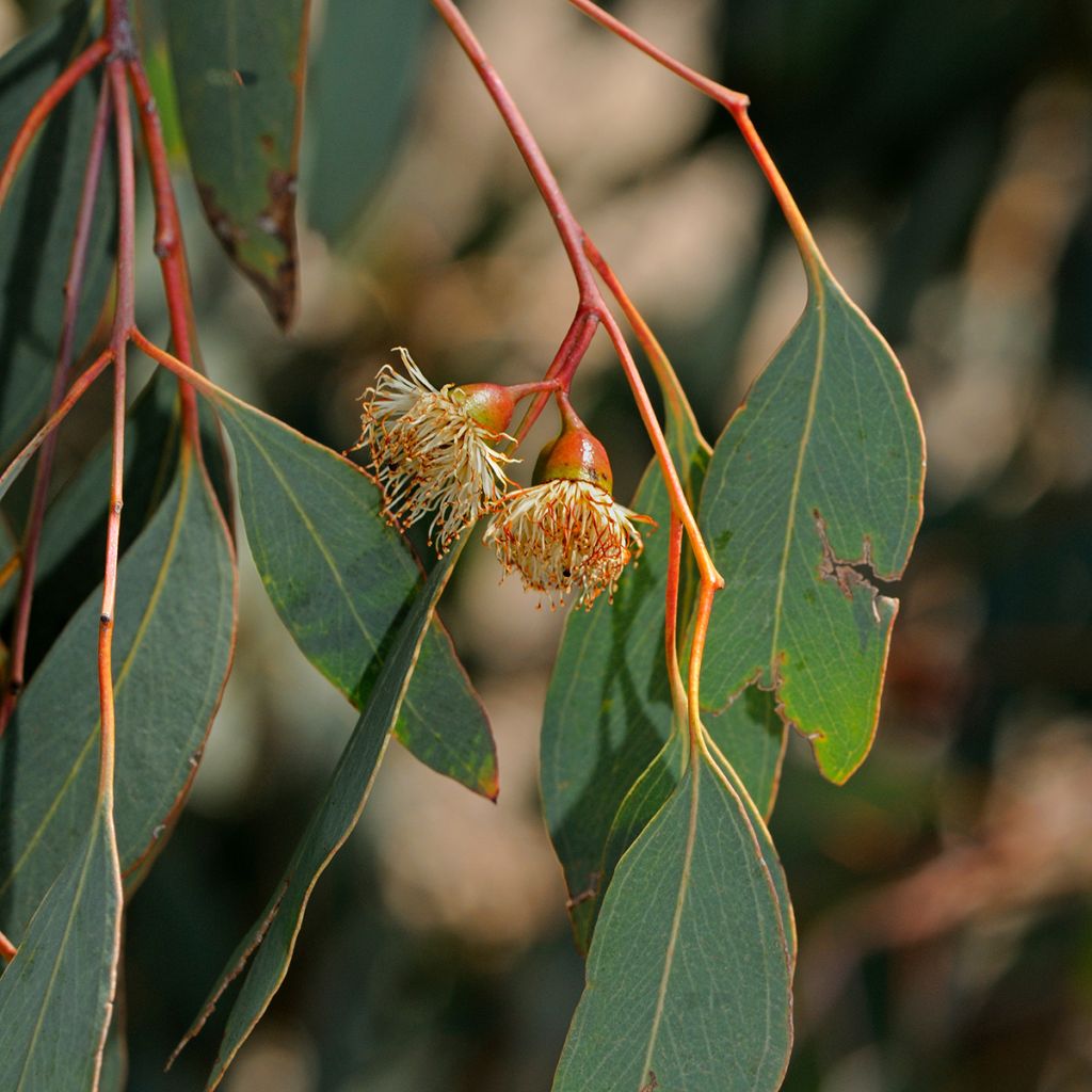 Eucalyptus sideroxylon