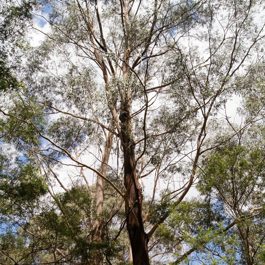 Eucalyptus smithii