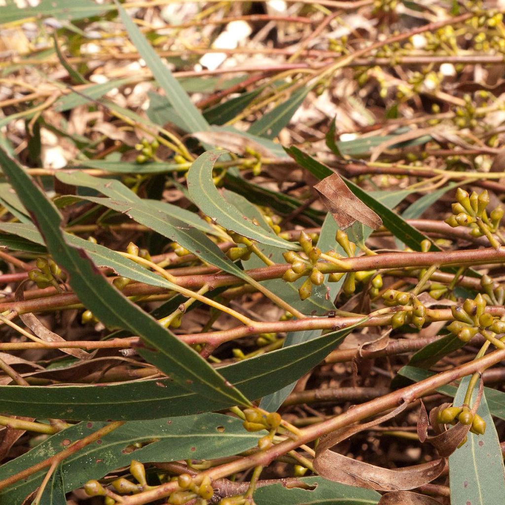 Eucalyptus smithii