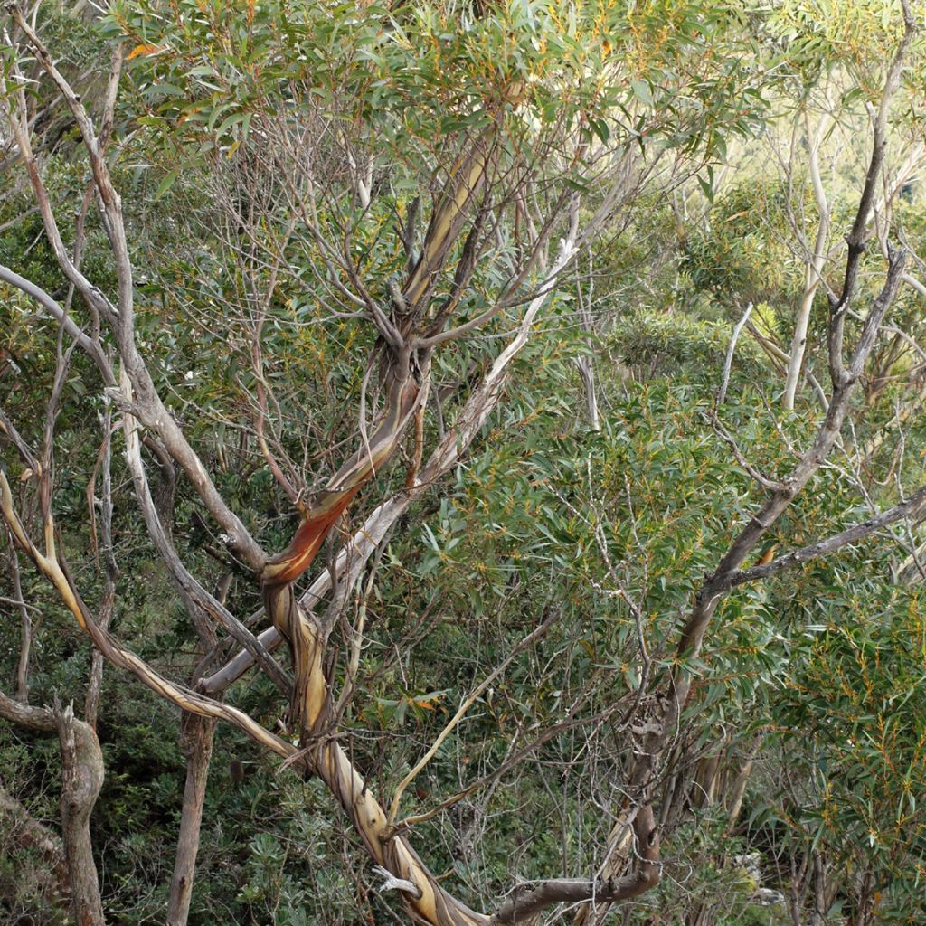 Eucalyptus smithii