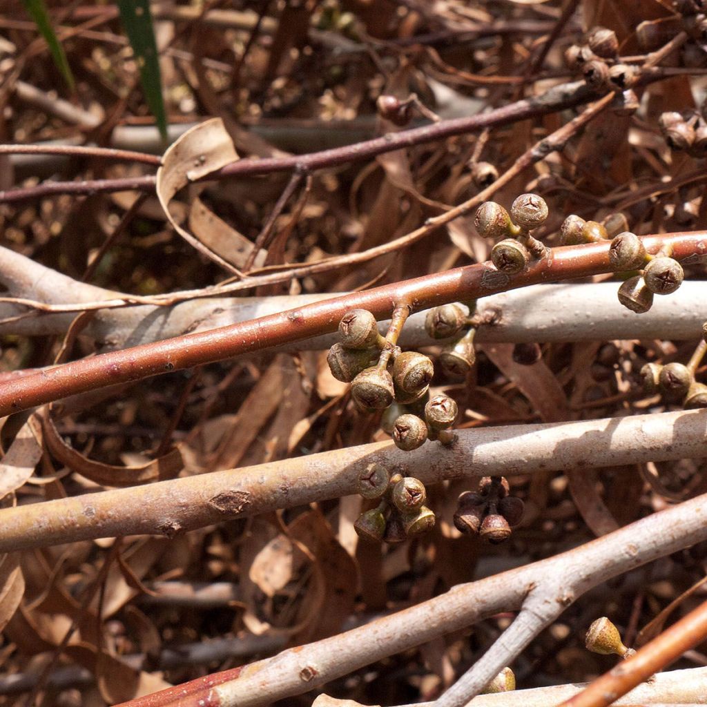 Eucalyptus smithii