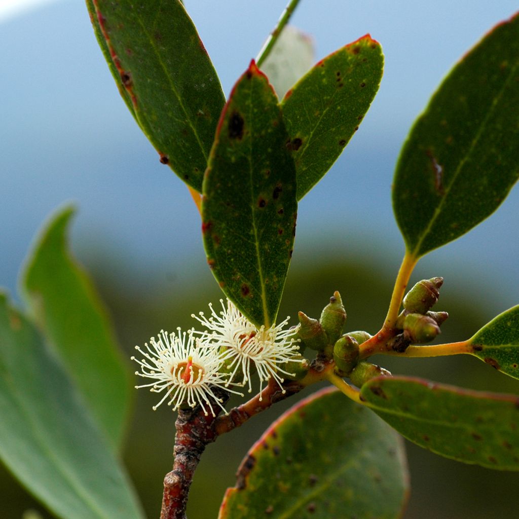 Eucalyptus subcrenulata