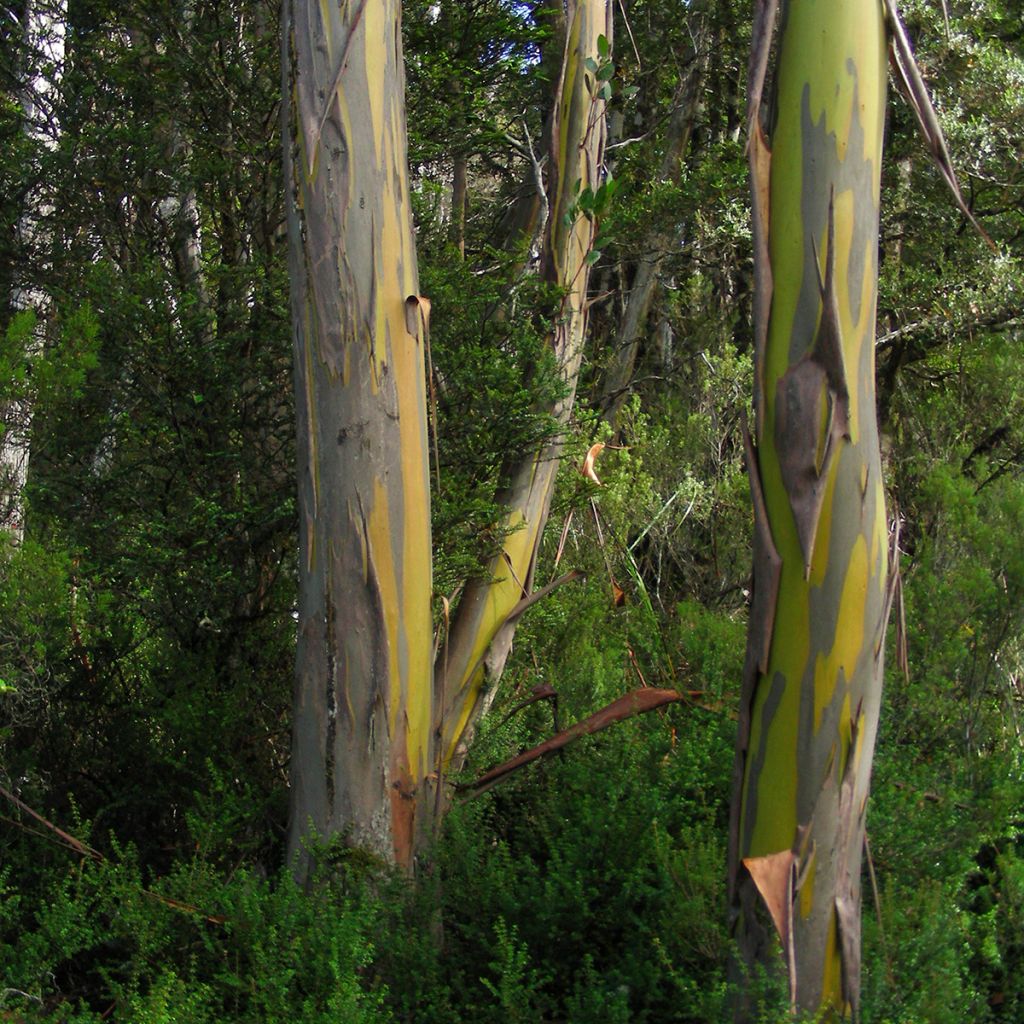 Eucalyptus subcrenulata