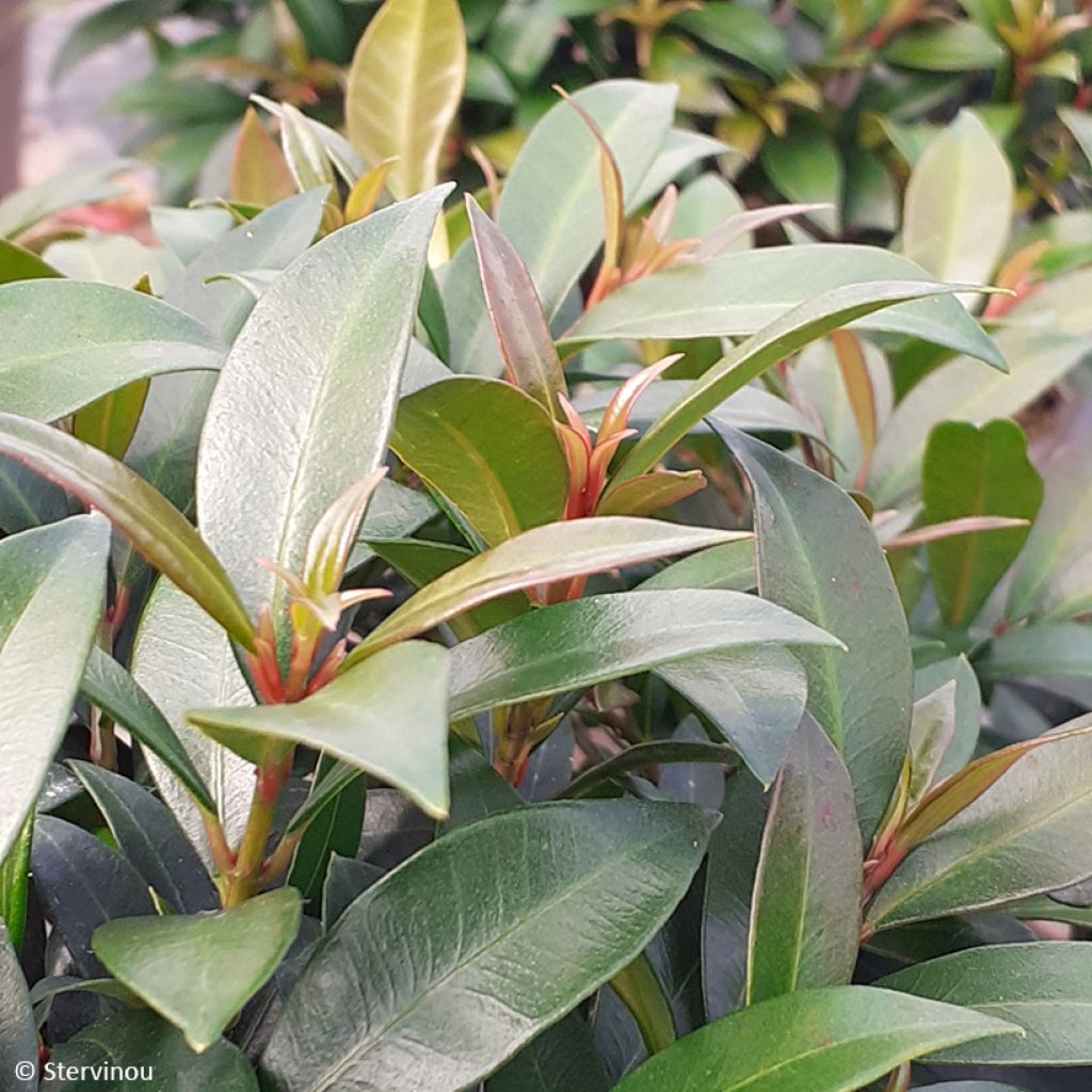 Eugenia myrtifolia Compacta  