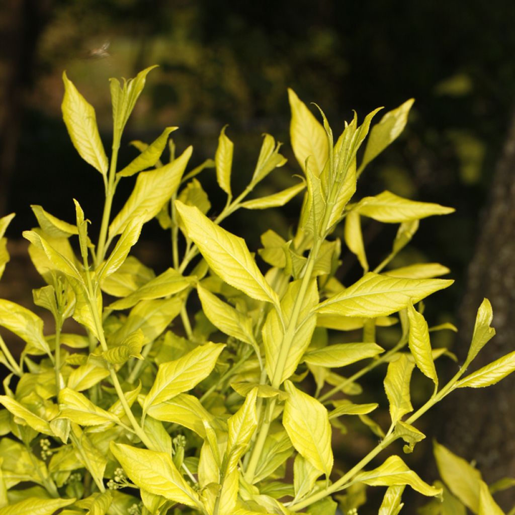 Euonymus europaeus Chrysophyllus