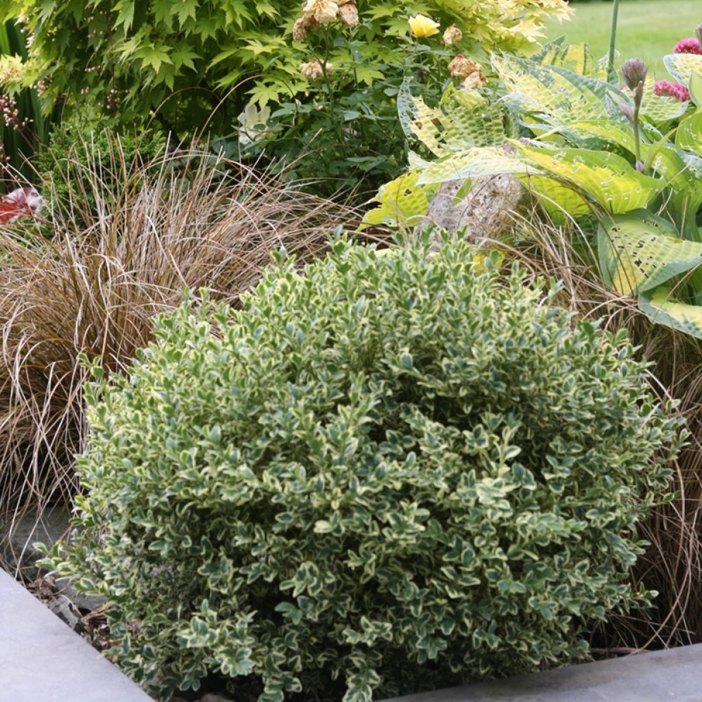 Euonymus fortunei Emerald Gaiety - Spindle