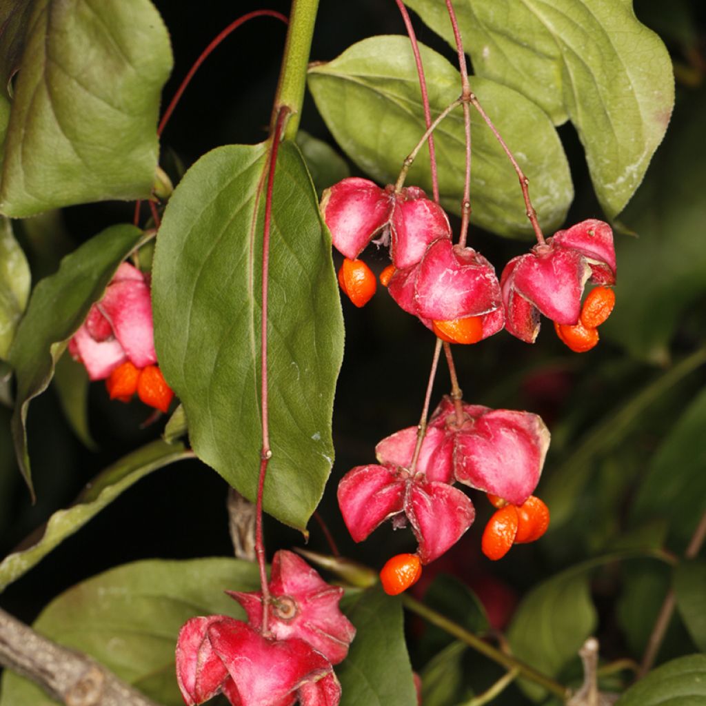 Euonymus latifolius 