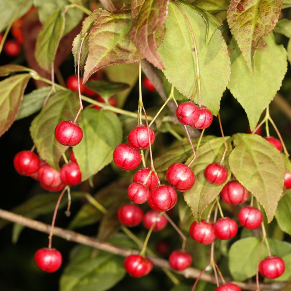 Euonymus oxyphyllus - Korean spindle tree