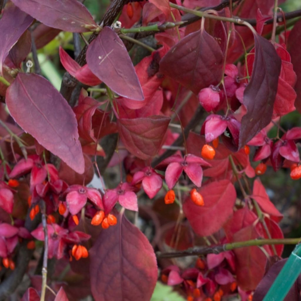 Euonymus  planipes, sachalinensis 