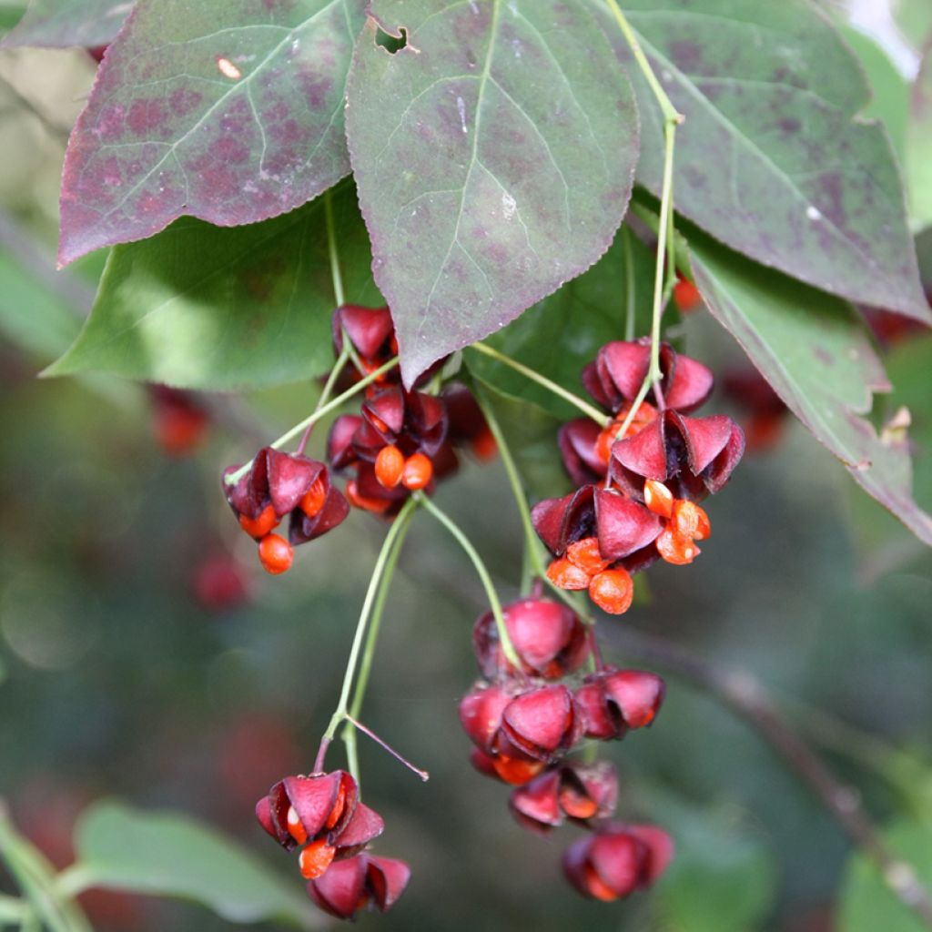 Euonymus planipes - Euonymus