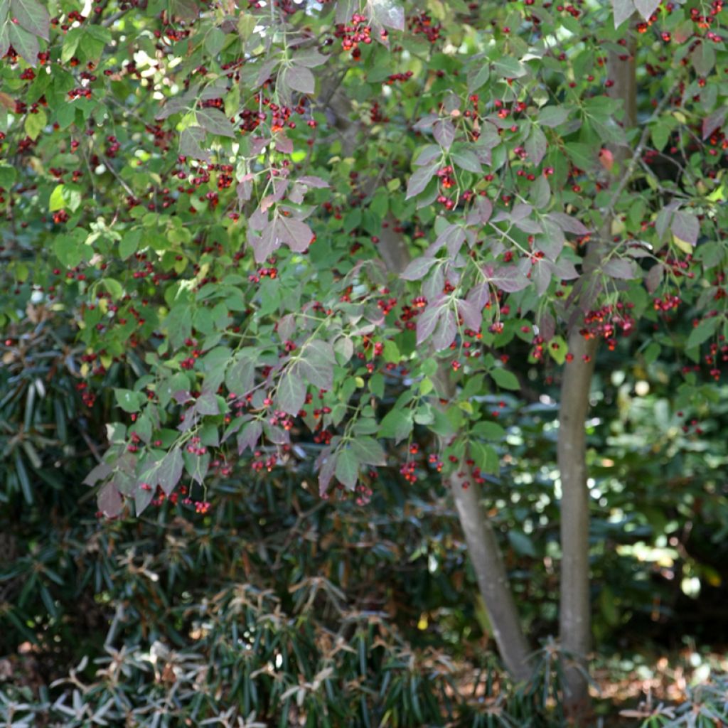 Euonymus planipes - Euonymus