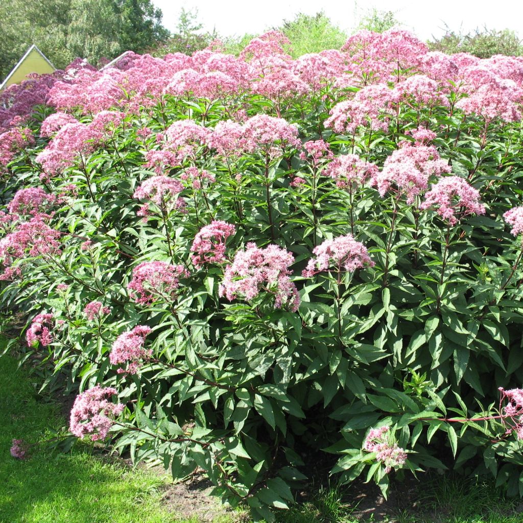 Eupatorium fistulosum Atropurpureum