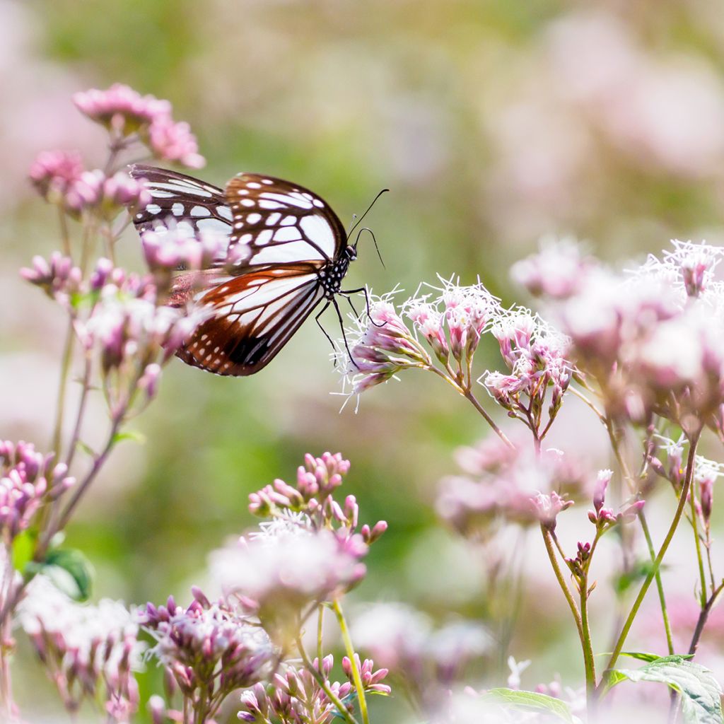 Eupatorium fistulosum Atropurpureum