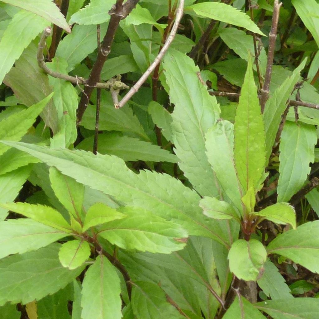 Eupatorium fortunei