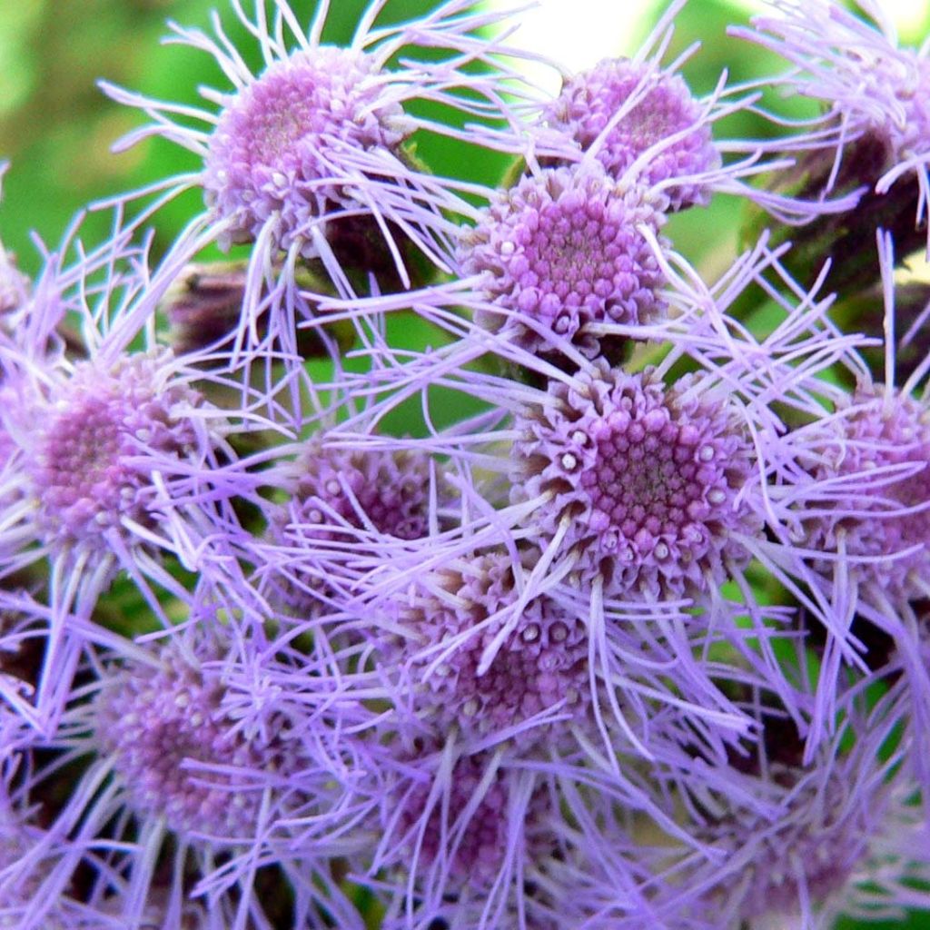 Eupatorium sordidum