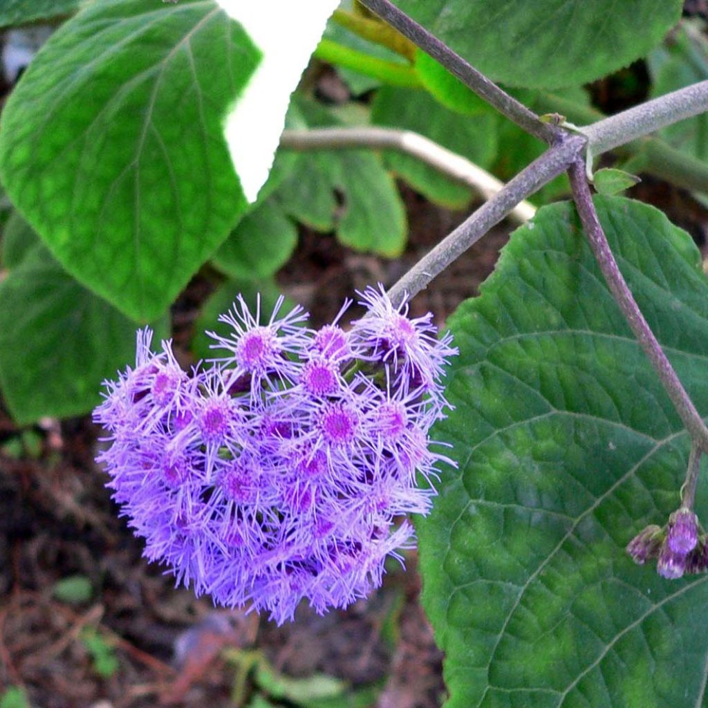 Eupatorium sordidum