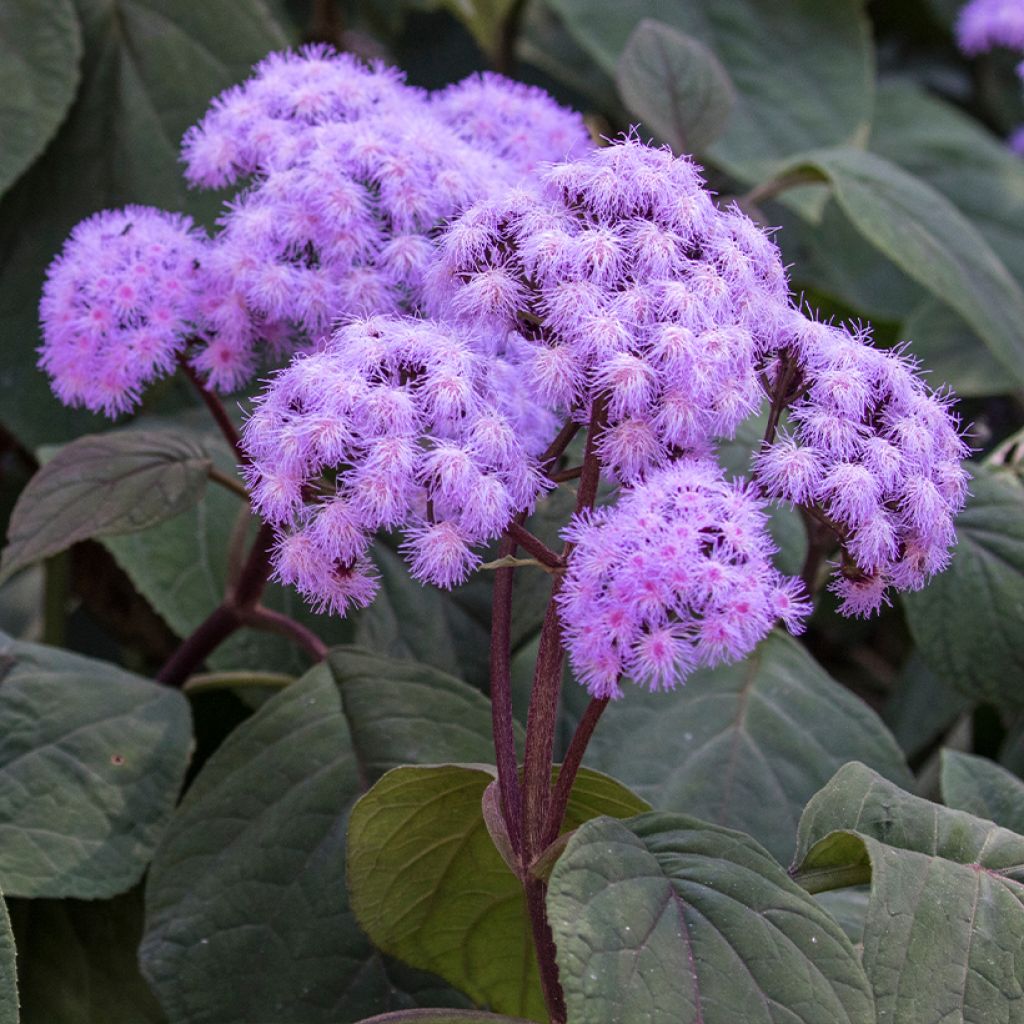 Eupatorium sordidum