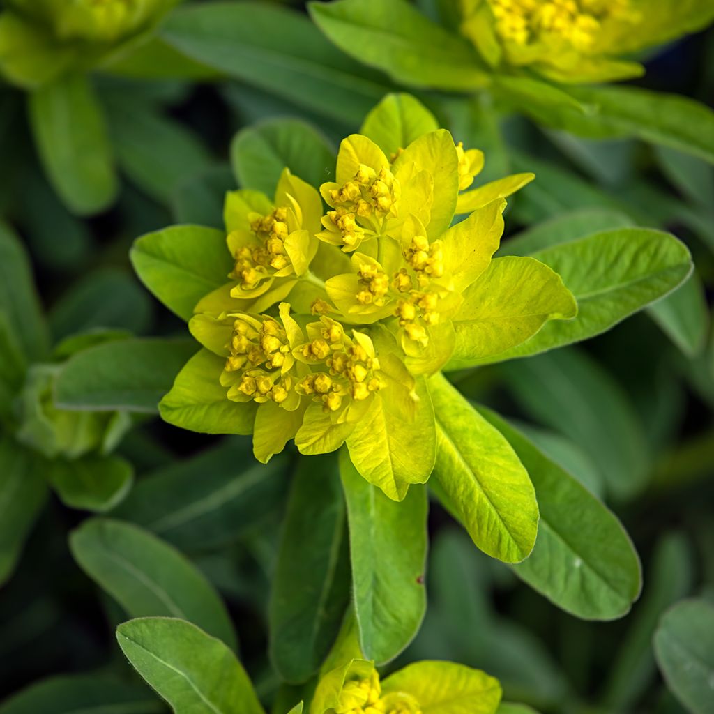 Euphorbia polychroma Major - Spurge