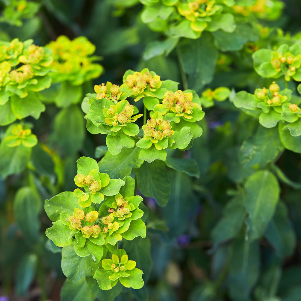 Euphorbia polychroma Major - Spurge