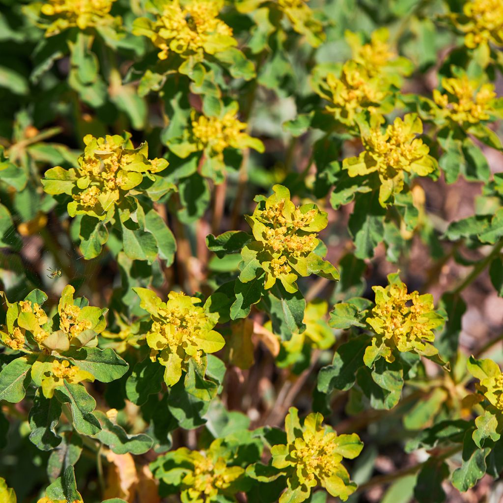 Euphorbia polychroma Major - Spurge