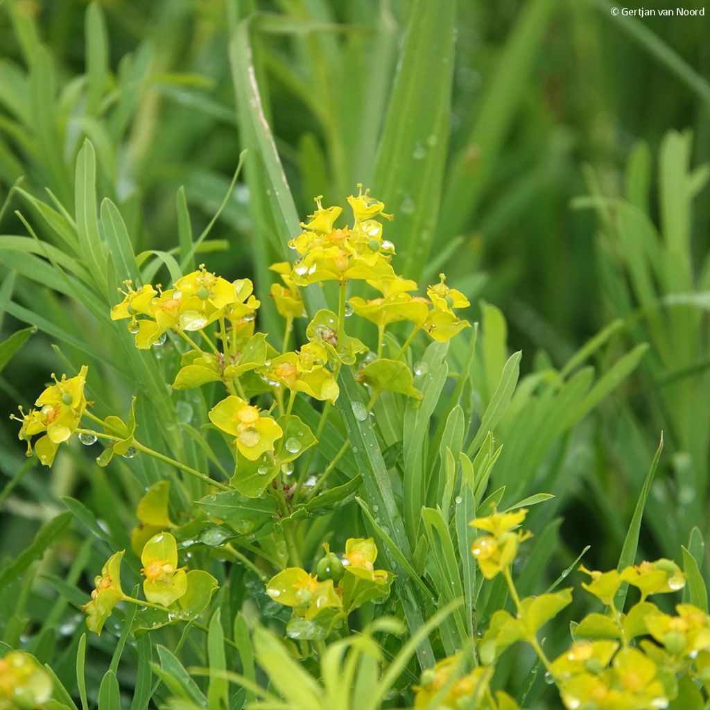 Euphorbe, Euphorbia pseudovirgata