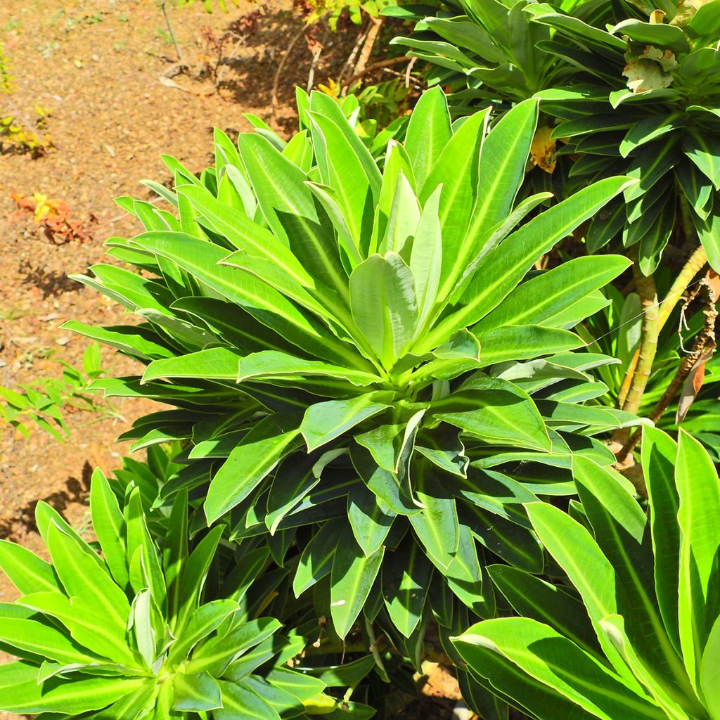 Euphorbia stygiana - Spurge