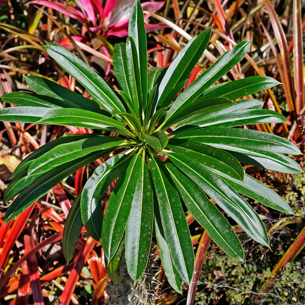 Euphorbia stygiana - Spurge