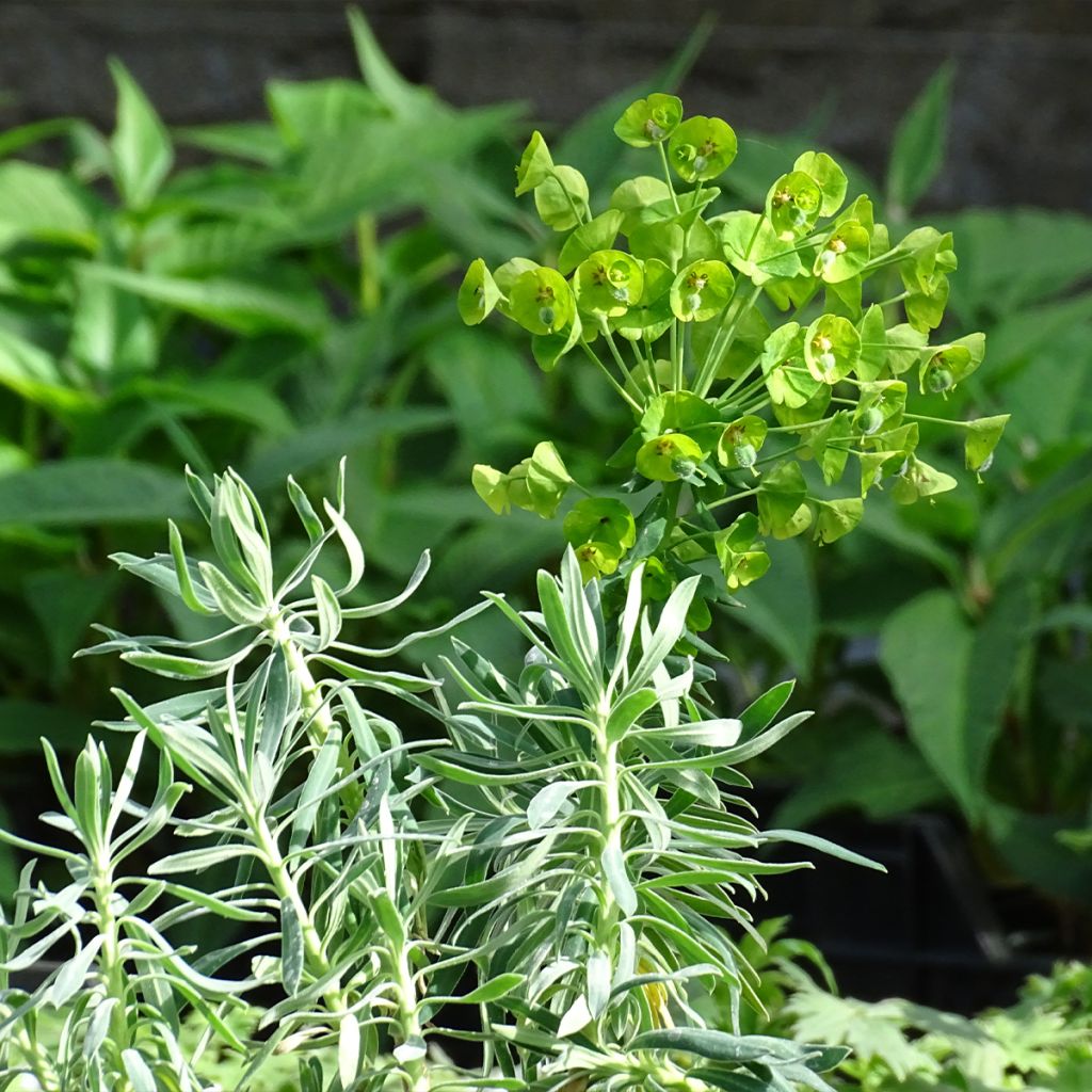 Euphorbia characias - Euphorbe arbustive