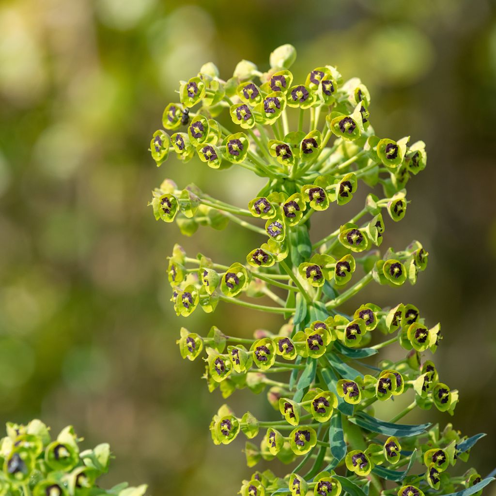 Euphorbia characias - Spurge