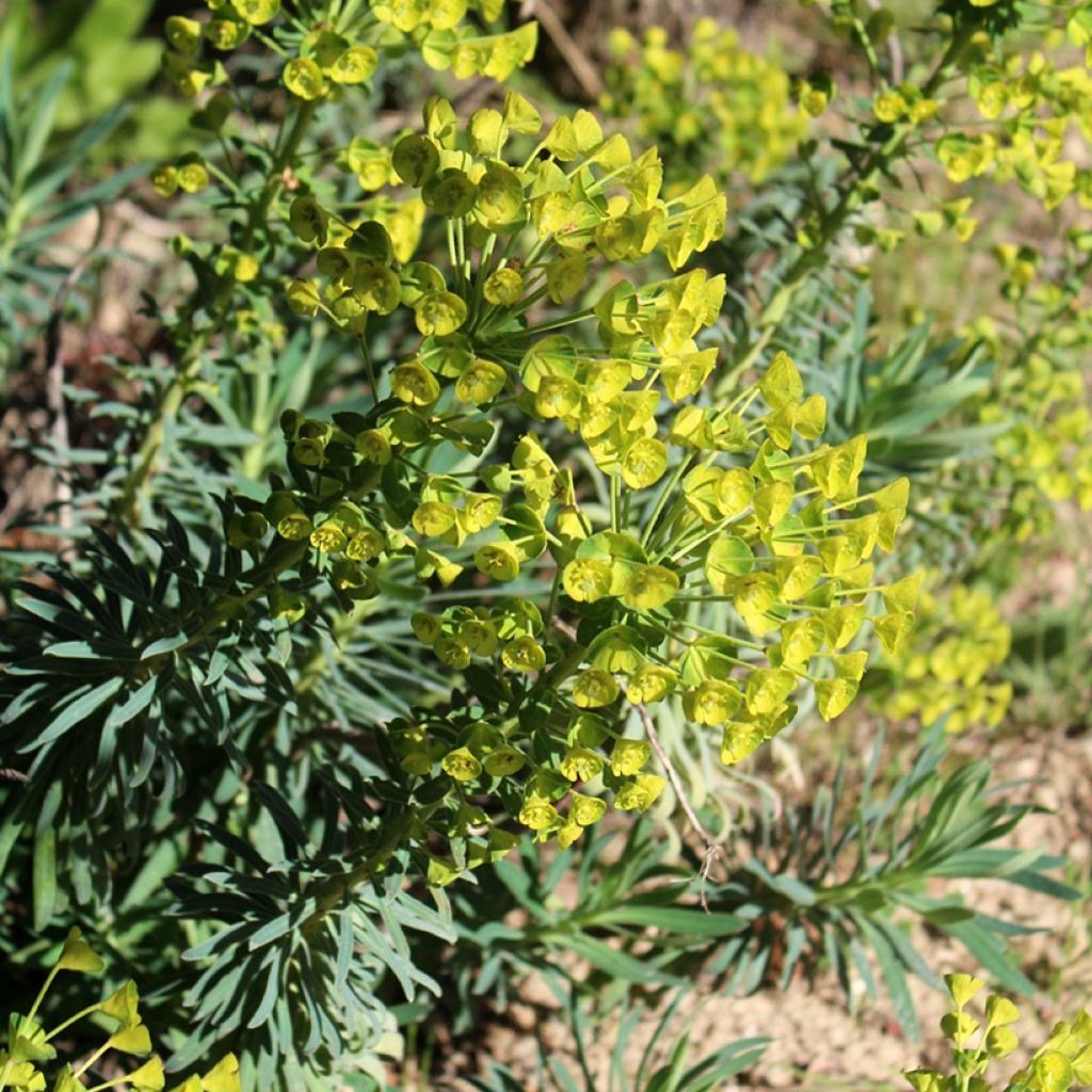 Euphorbia characias - Spurge