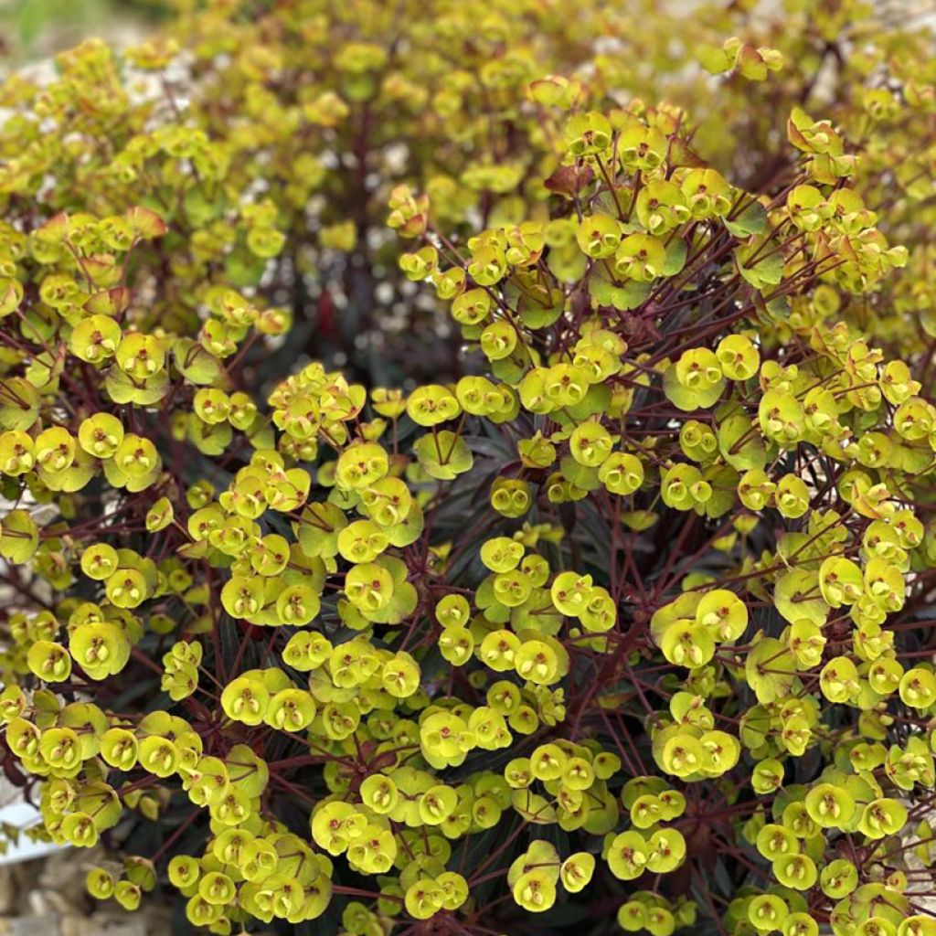 Euphorbia characias Miners Merlot - Spurge