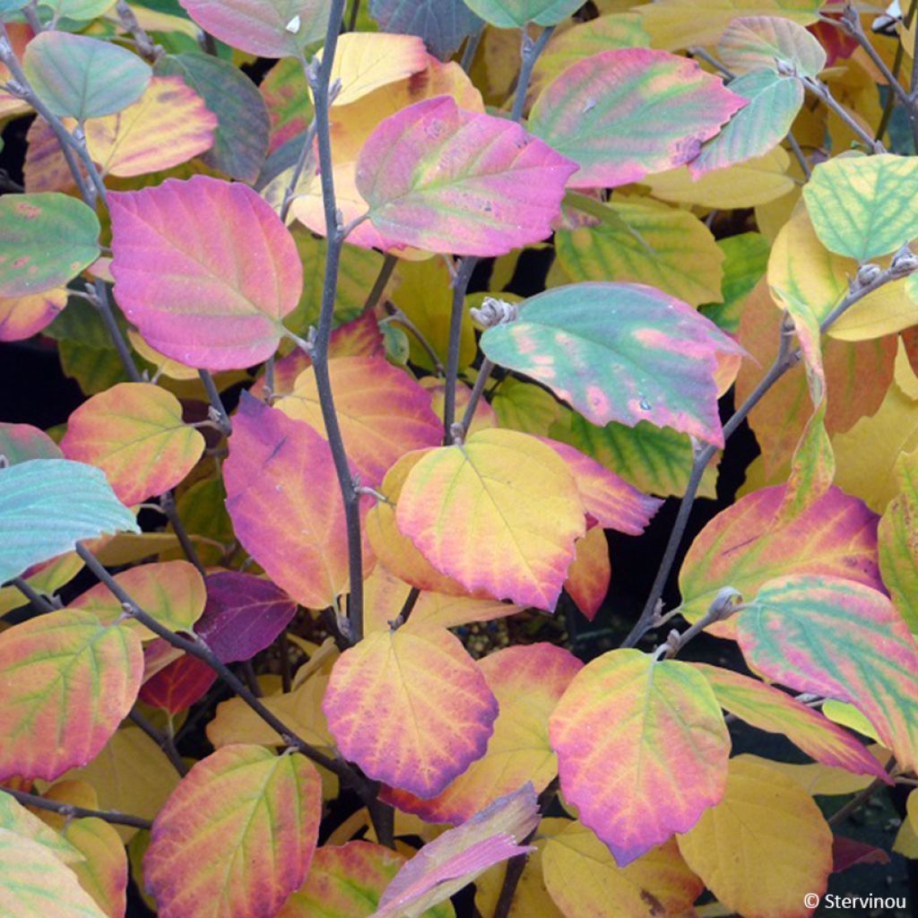 Fothergilla x intermedia Mount Airy - Witch Alder