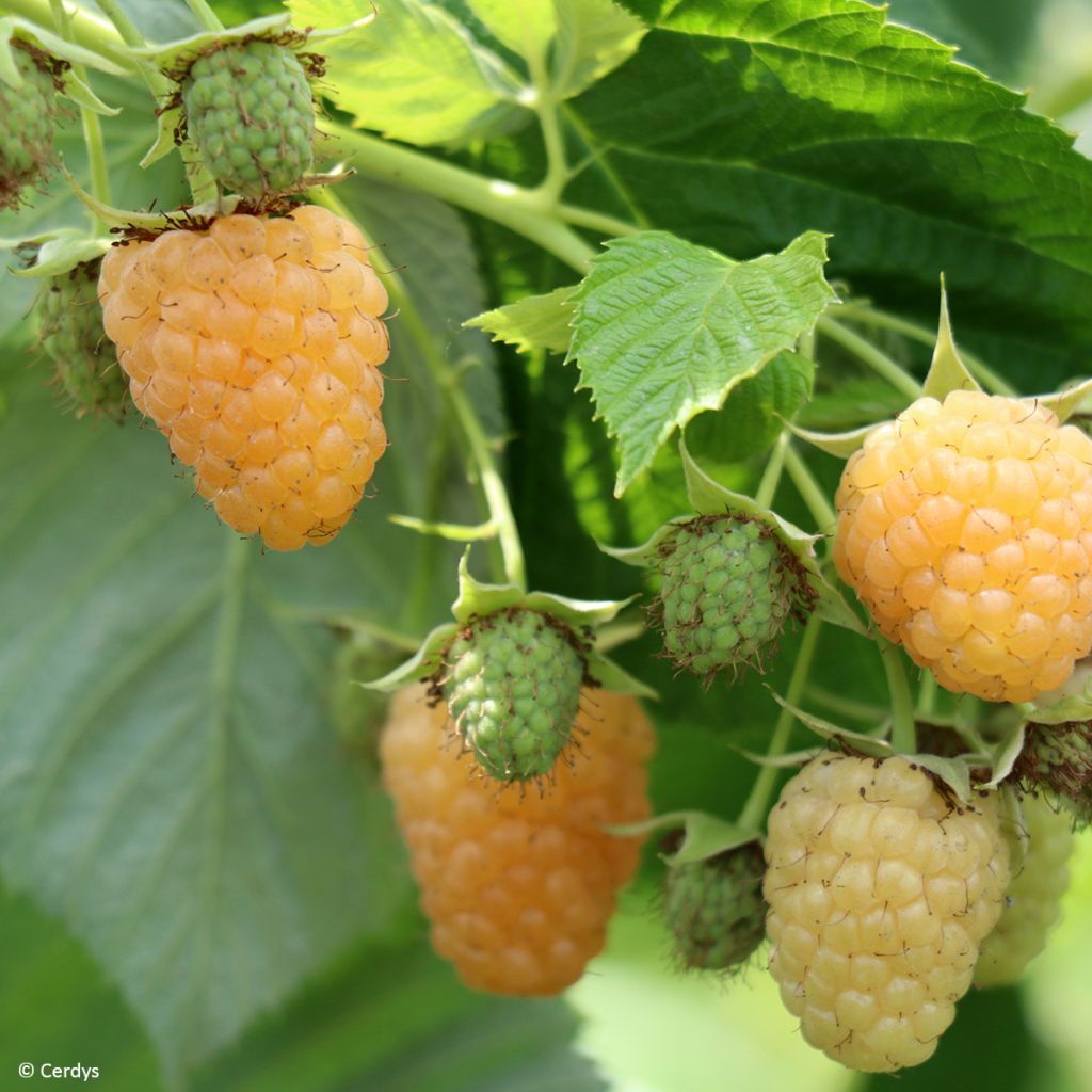 Raspberry Golddigger - Rubus idaeus