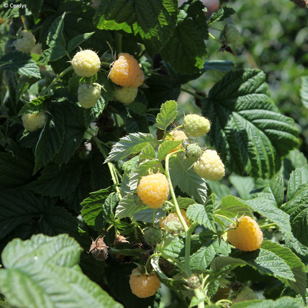 Raspberry Golddigger - Rubus idaeus