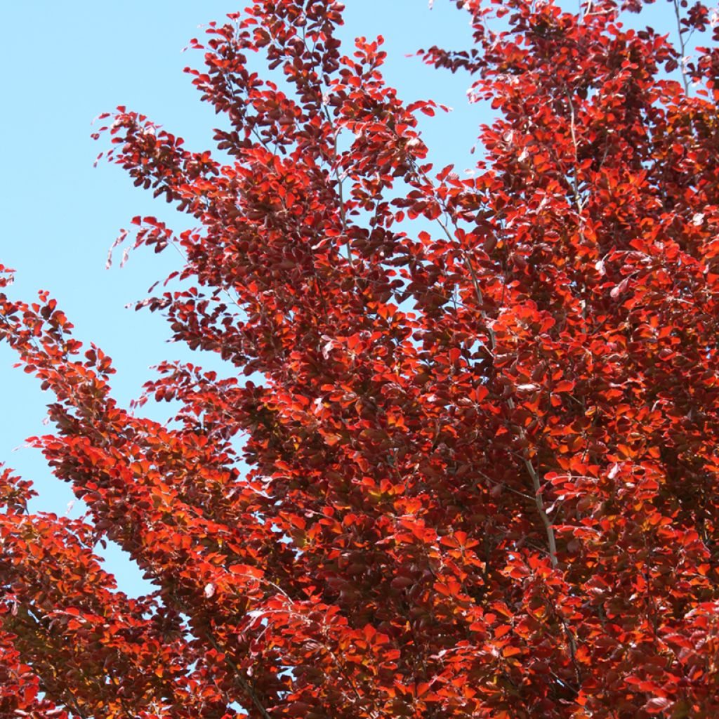 Fagus sylvatica Atropunicea