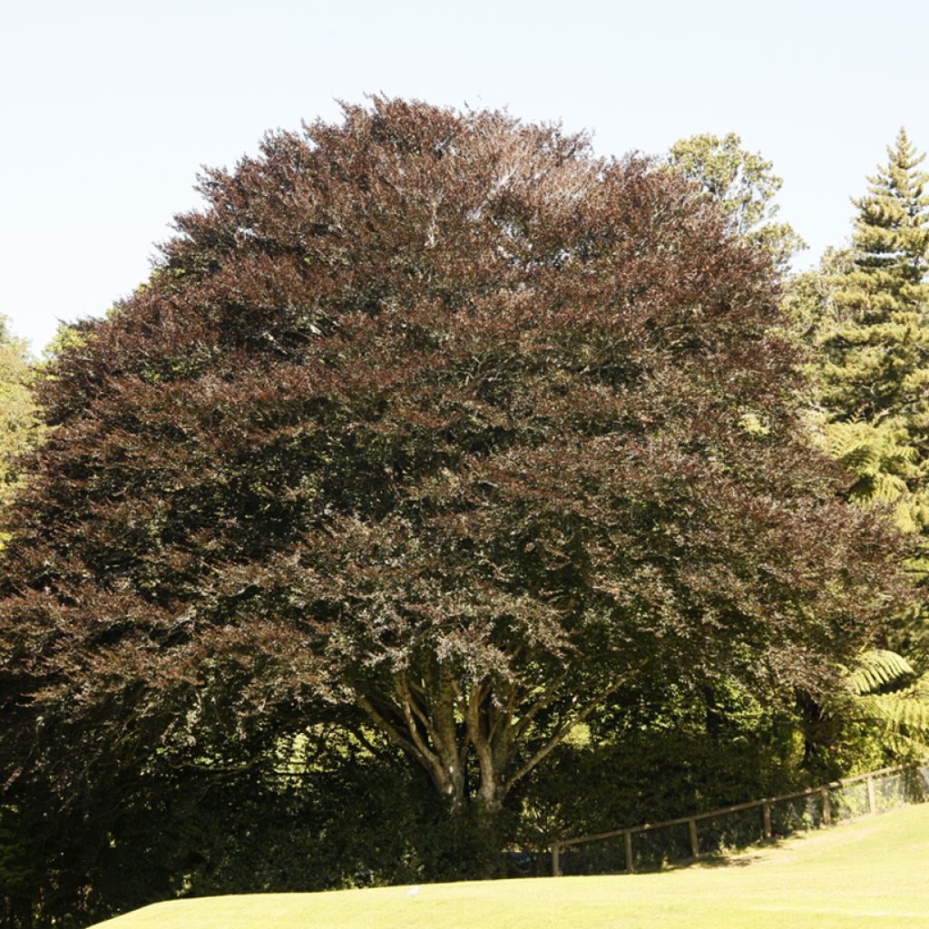 Fagus sylvatica Atropunicea