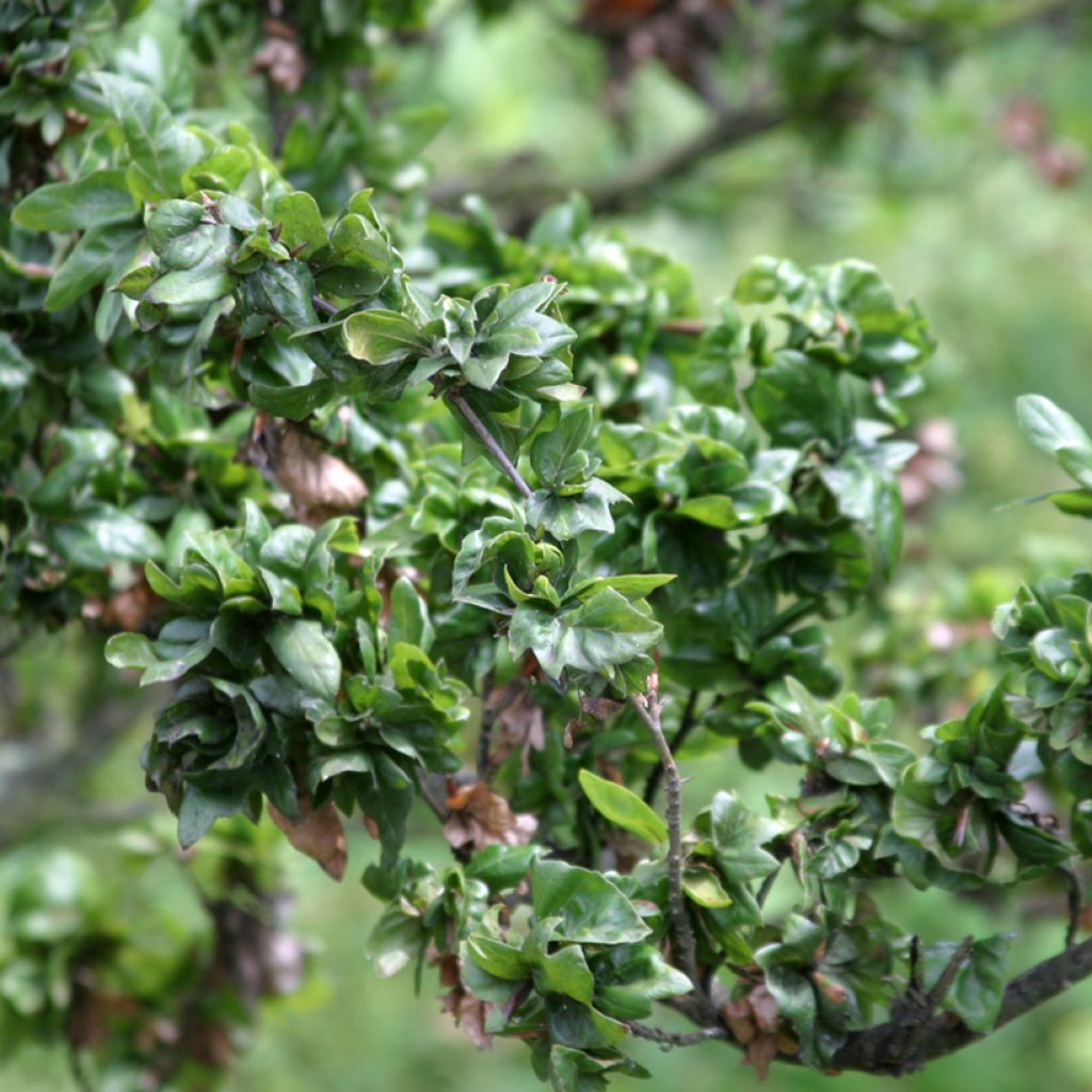 Fagus sylvatica Cristata