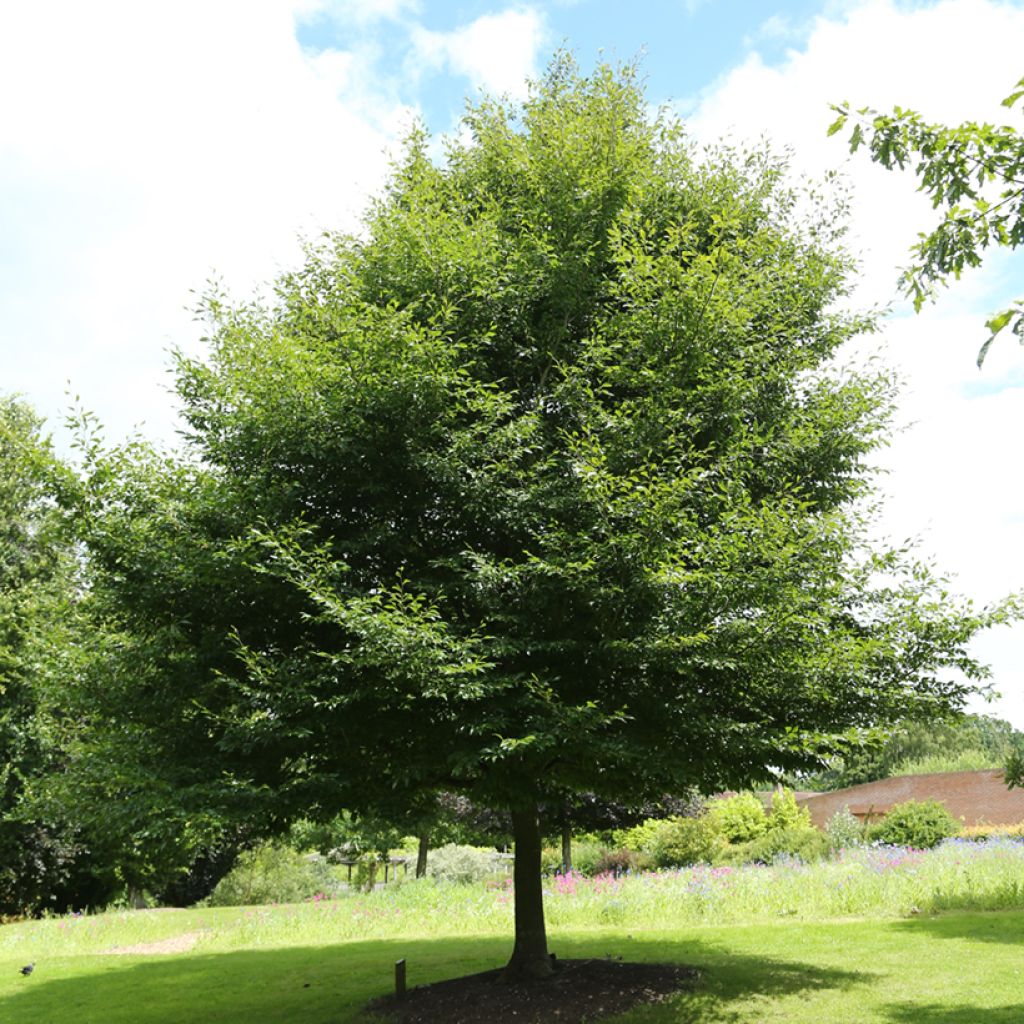 Fagus sylvatica Dentata