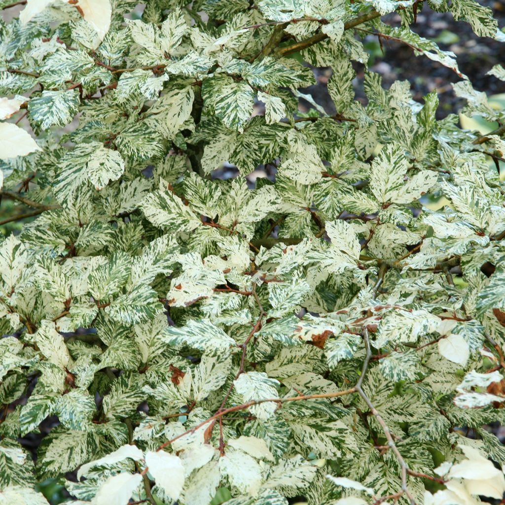 Fagus sylvatica Franken - Beech