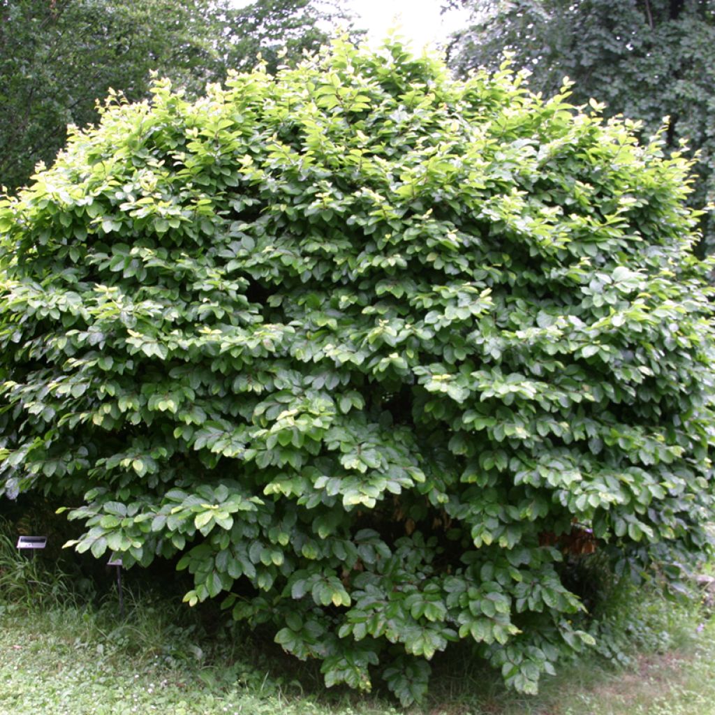 Fagus sylvatica Fruticosa