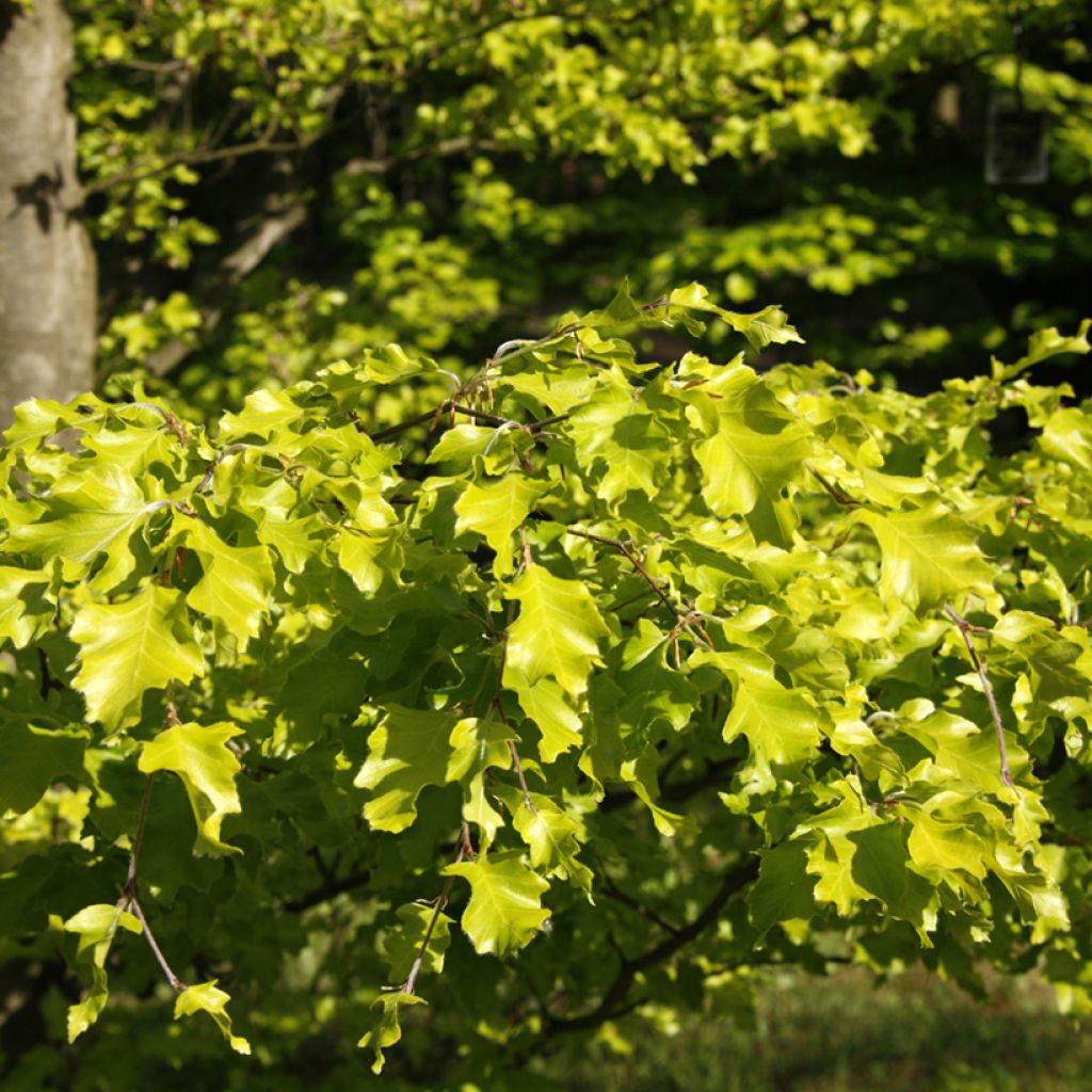 Fagus sylvatica Rohan Gold - Beech