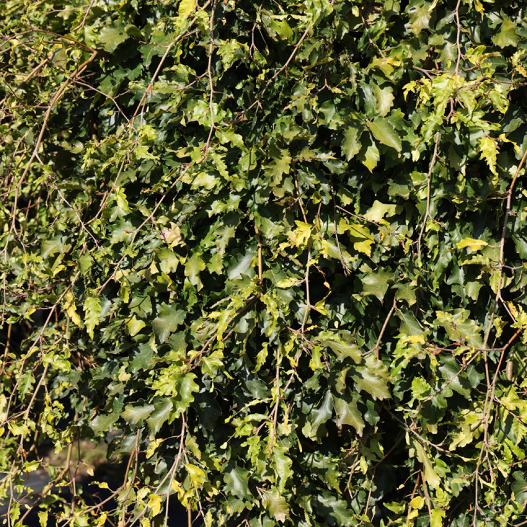 Fagus sylvatica Rohan Green Weeping