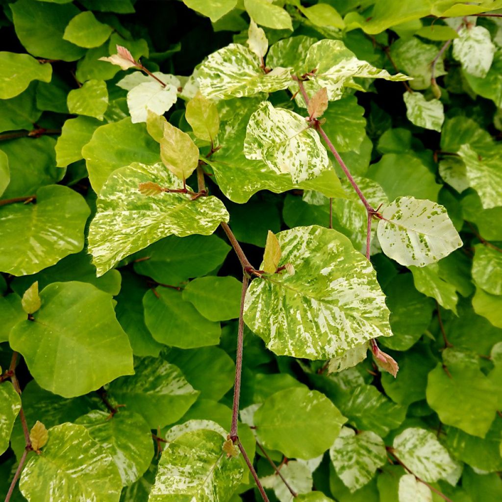 Fagus sylvatica Rolf Marquardt - Beech